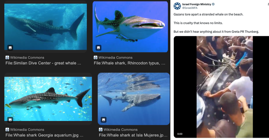 Israel Foreign Ministry Falsely Claims Palestinians Tore Apart A Beached&nbsp;Whale
