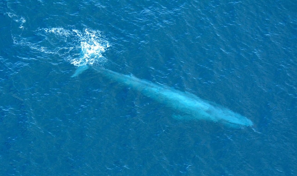The Blue Whales Have Stopped Singing